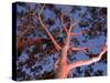 Mature Lemon Scented Gum Trees Perth, Western Australia, Australia-Peter Adams-Stretched Canvas