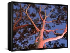 Mature Lemon Scented Gum Trees Perth, Western Australia, Australia-Peter Adams-Framed Stretched Canvas