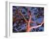 Mature Lemon Scented Gum Trees Perth, Western Australia, Australia-Peter Adams-Framed Premium Photographic Print