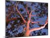 Mature Lemon Scented Gum Trees Perth, Western Australia, Australia-Peter Adams-Mounted Premium Photographic Print