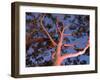 Mature Lemon Scented Gum Trees Perth, Western Australia, Australia-Peter Adams-Framed Photographic Print