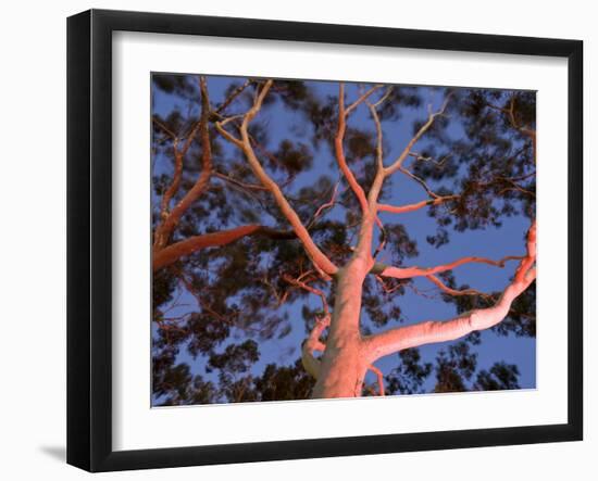 Mature Lemon Scented Gum Trees Perth, Western Australia, Australia-Peter Adams-Framed Photographic Print