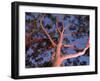 Mature Lemon Scented Gum Trees Perth, Western Australia, Australia-Peter Adams-Framed Photographic Print