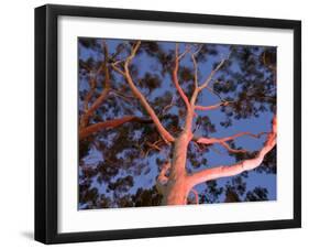 Mature Lemon Scented Gum Trees Perth, Western Australia, Australia-Peter Adams-Framed Photographic Print