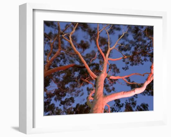 Mature Lemon Scented Gum Trees Perth, Western Australia, Australia-Peter Adams-Framed Photographic Print