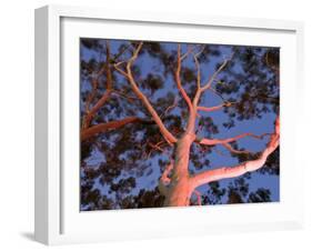 Mature Lemon Scented Gum Trees Perth, Western Australia, Australia-Peter Adams-Framed Photographic Print