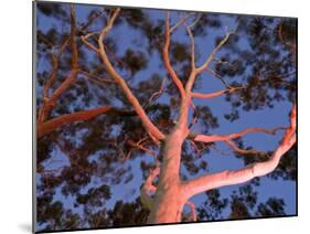 Mature Lemon Scented Gum Trees Perth, Western Australia, Australia-Peter Adams-Mounted Photographic Print