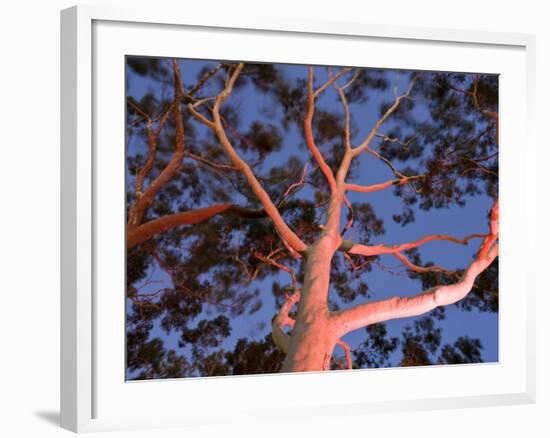 Mature Lemon Scented Gum Trees Perth, Western Australia, Australia-Peter Adams-Framed Photographic Print