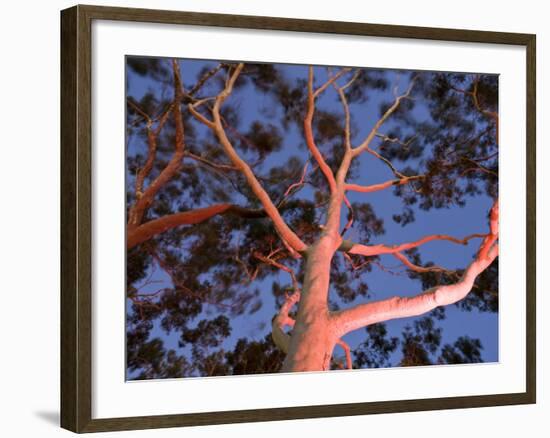 Mature Lemon Scented Gum Trees Perth, Western Australia, Australia-Peter Adams-Framed Photographic Print