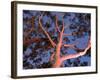 Mature Lemon Scented Gum Trees Perth, Western Australia, Australia-Peter Adams-Framed Photographic Print