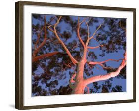 Mature Lemon Scented Gum Trees Perth, Western Australia, Australia-Peter Adams-Framed Photographic Print