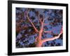 Mature Lemon Scented Gum Trees Perth, Western Australia, Australia-Peter Adams-Framed Photographic Print