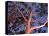 Mature Lemon Scented Gum Trees Perth, Western Australia, Australia-Peter Adams-Stretched Canvas