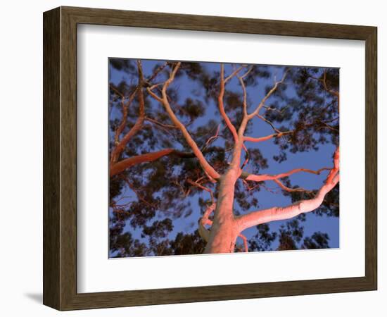 Mature Lemon Scented Gum Trees Perth, Western Australia, Australia-Peter Adams-Framed Photographic Print