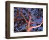 Mature Lemon Scented Gum Trees Perth, Western Australia, Australia-Peter Adams-Framed Photographic Print