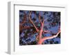 Mature Lemon Scented Gum Trees Perth, Western Australia, Australia-Peter Adams-Framed Photographic Print