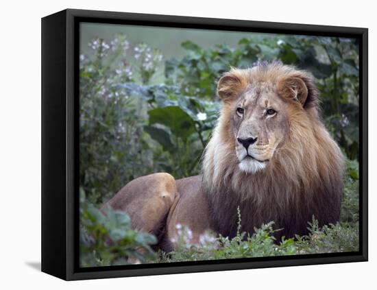 Mature Male Lion at the Africat Foundation in Namibia-Julian Love-Framed Stretched Canvas