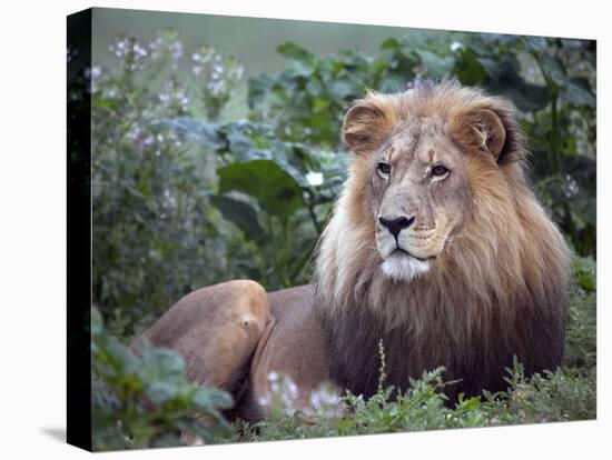 Mature Male Lion at the Africat Foundation in Namibia-Julian Love-Stretched Canvas