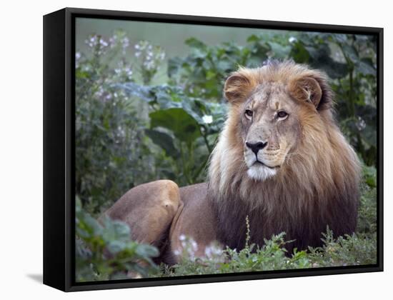 Mature Male Lion at the Africat Foundation in Namibia-Julian Love-Framed Stretched Canvas