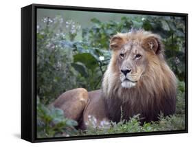Mature Male Lion at the Africat Foundation in Namibia-Julian Love-Framed Stretched Canvas