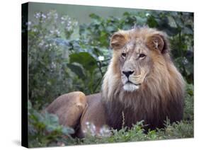 Mature Male Lion at the Africat Foundation in Namibia-Julian Love-Stretched Canvas