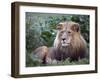 Mature Male Lion at the Africat Foundation in Namibia-Julian Love-Framed Premium Photographic Print
