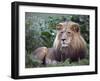 Mature Male Lion at the Africat Foundation in Namibia-Julian Love-Framed Premium Photographic Print