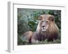 Mature Male Lion at the Africat Foundation in Namibia-Julian Love-Framed Premium Photographic Print