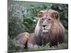 Mature Male Lion at the Africat Foundation in Namibia-Julian Love-Mounted Premium Photographic Print
