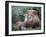 Mature Male Lion at the Africat Foundation in Namibia-Julian Love-Framed Photographic Print