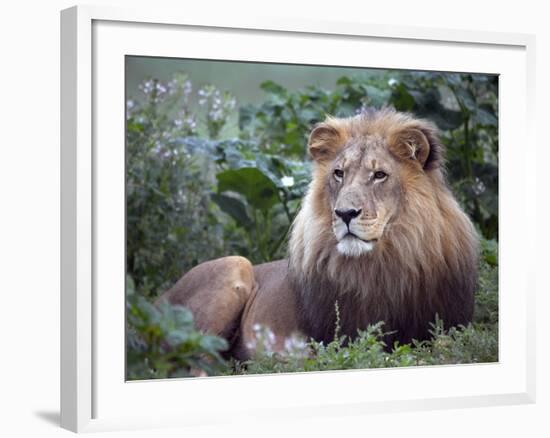 Mature Male Lion at the Africat Foundation in Namibia-Julian Love-Framed Photographic Print