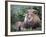 Mature Male Lion at the Africat Foundation in Namibia-Julian Love-Framed Photographic Print