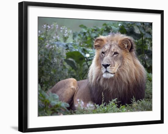 Mature Male Lion at the Africat Foundation in Namibia-Julian Love-Framed Photographic Print