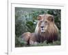 Mature Male Lion at the Africat Foundation in Namibia-Julian Love-Framed Photographic Print