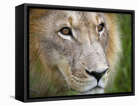 Mature Male Lion at the Africat Foundation in Namibia-Julian Love-Framed Stretched Canvas