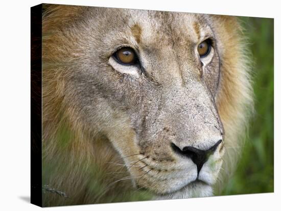 Mature Male Lion at the Africat Foundation in Namibia-Julian Love-Stretched Canvas