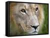 Mature Male Lion at the Africat Foundation in Namibia-Julian Love-Framed Stretched Canvas