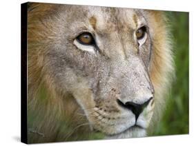 Mature Male Lion at the Africat Foundation in Namibia-Julian Love-Stretched Canvas