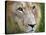 Mature Male Lion at the Africat Foundation in Namibia-Julian Love-Stretched Canvas