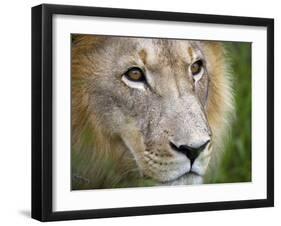 Mature Male Lion at the Africat Foundation in Namibia-Julian Love-Framed Photographic Print