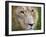 Mature Male Lion at the Africat Foundation in Namibia-Julian Love-Framed Photographic Print