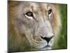 Mature Male Lion at the Africat Foundation in Namibia-Julian Love-Mounted Photographic Print