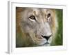 Mature Male Lion at the Africat Foundation in Namibia-Julian Love-Framed Photographic Print