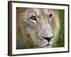 Mature Male Lion at the Africat Foundation in Namibia-Julian Love-Framed Photographic Print