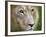 Mature Male Lion at the Africat Foundation in Namibia-Julian Love-Framed Photographic Print