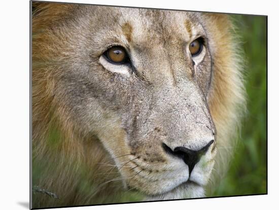 Mature Male Lion at the Africat Foundation in Namibia-Julian Love-Mounted Photographic Print