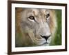 Mature Male Lion at the Africat Foundation in Namibia-Julian Love-Framed Photographic Print