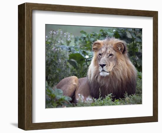 Mature Male Lion at the Africat Foundation in Namibia-Julian Love-Framed Photographic Print