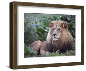 Mature Male Lion at the Africat Foundation in Namibia-Julian Love-Framed Photographic Print