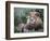 Mature Male Lion at the Africat Foundation in Namibia-Julian Love-Framed Photographic Print